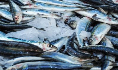 Study finds genomic resources to improve fisheries' climate resilience