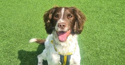 Can you give bouncy springer spaniel Rio a loving new home?