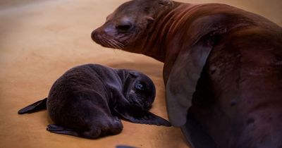 New sea lion pup makes landmark arrival at Blair Drummond