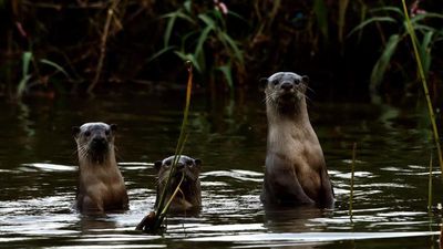 Indian otters face threats due to habitat degradation and conflict with local communities