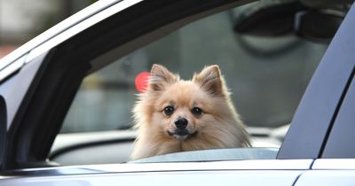 Warning over dogs being kept in cars for too long after hot weather alert