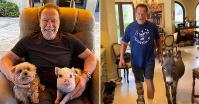 Inside Arnold Schwarzenegger's LA mansion with huge garden for animal menagerie to roam