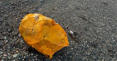 Beach warning after dog dies of eating suspected palm oil