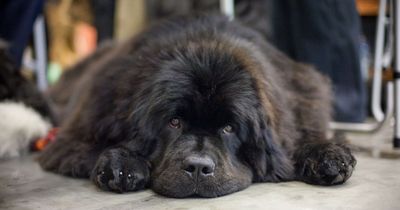 'I collected the wrong dog from groomers - It took me four months to realise'