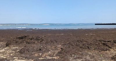 Tourists left disgusted by 'smelly' beach as children left in tears