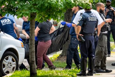 Young black bear wanders Washington D.C. neighborhood, sparking a frenzy before being captured