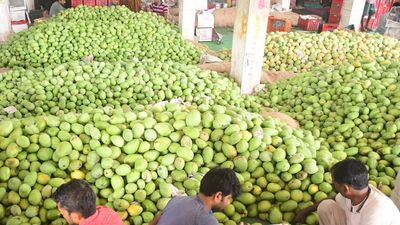 Untimely rains take a toll on mango exports from Andhra Pradesh