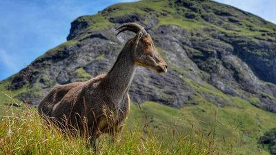Forest department is all set to establish an ecotourism directorate