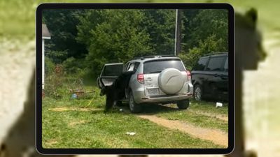 See Naughty Bear Run For Freedom After Getting Stuck Inside SUV