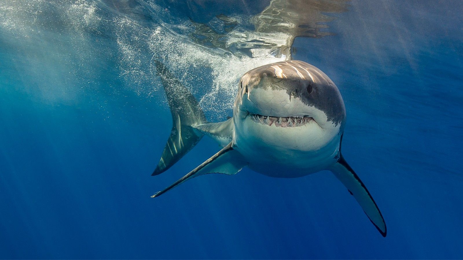 people swimming with sharks unknowingly