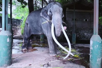 Kingdom set to repatriate sick elephant