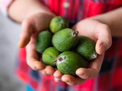 From ornamental tree to fruit ‘of the gods’: Australians discover the joy of feijoa