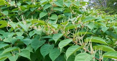 Every single invasive Japanese knotweed hotspot around Leeds