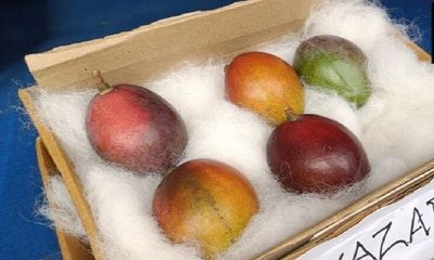Siliguri Mango Festival: World's most expensive mango 'Miyazaki' on display in the show