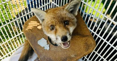 Fox cub rescued after spending three weeks with head stuck in rubbish