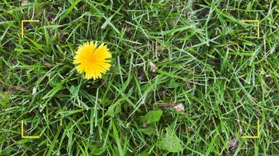 Experts explain how to get rid of weeds in your grass without ruining the lawn