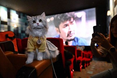 Paws and popcorn: Cinema goes pet-friendly