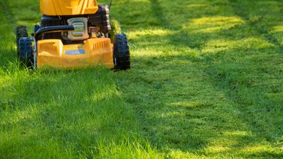 'Cutting grass in hot weather can do more damage than good' – expert mowing tips for high temperatures