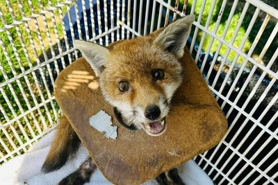 Fox cub with litter stuck around its neck for three weeks rescued by RSPCA