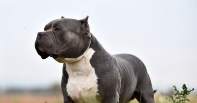 Breeders develop frightening '10 stone XXL Bully dog for £2k which could kill'