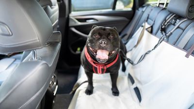 Expert reveals how to keep a dog cool in the car this summer