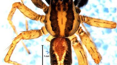 New spider species named after Keralite arachnologist