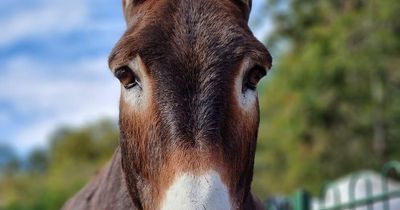 West Lothian zoo announces 'sad passing' of two donkeys known as longest serving residents