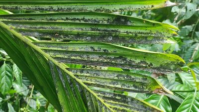 Leaf-spot disease: Areca growers worry ahead of monsoon