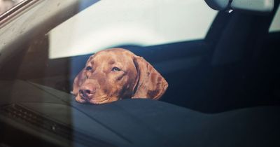 Dog owners urged to 'never' leave their pet in a car as experts explain fatal risks