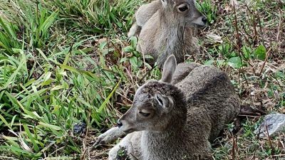 Rise in Nilgiri tahr numbers in Eravikulam National Park