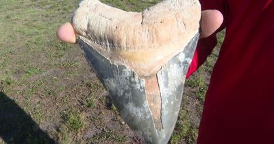 Super rare 6-inch MEGALADON shark tooth found by boat captain whose mind was 'blown'