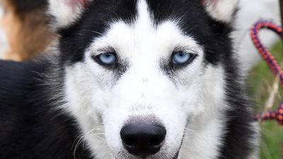 Activists call Madras HC’s reversal of ban on importing dogs for breeding ‘unnecessary’