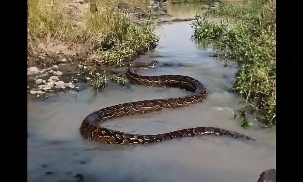 Rare footage shows massive python navigating Kenya…