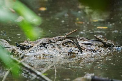 Crocodile ‘virgin' birth isn’t a miracle
