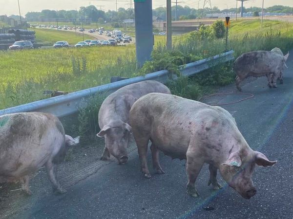 Pigs run loose on highway after truck tips on its side