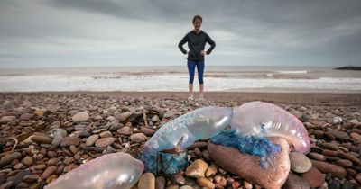 British coast now swarming with deadly jellyfish and sharks as sea temperatures rise