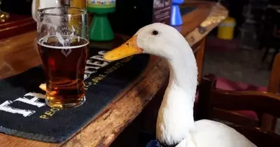 Britain's booziest duck that became a celebrity for downing pints seriously injured - in a brawl with dog