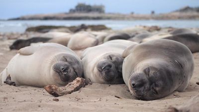 Elephant seals big on power naps