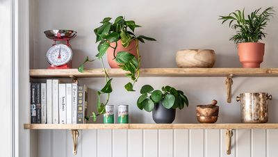 "It'll give your home depth." This style expert knows a simple trick to make your houseplants look elevated and expensive