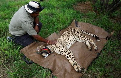 ‘Things not going well’: plan to return cheetahs to India under fire after six die within months