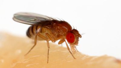 In defence of the annoying fruit fly