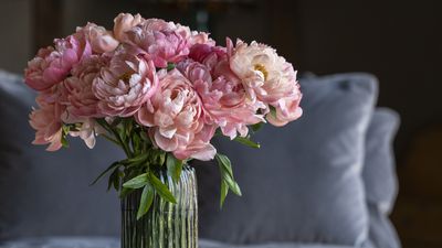 How to open peonies fast – the quickest way to force buds open, including using a banana