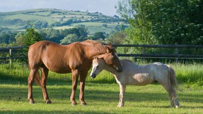 Why do horses sleep standing up?