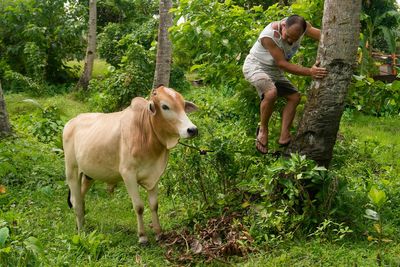 Following owners, thousands of cows, buffaloes evacuated away from restive Philippine volcano