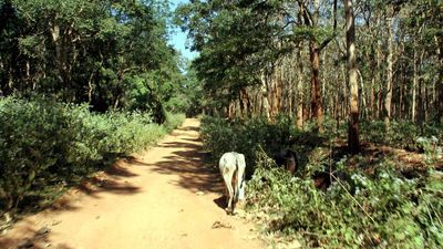 De-reserving of forest land: Government plans joint survey by Forests and Revenue Departments to find solution