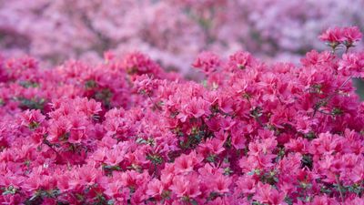 ‘Vigilance is key’ – expert tips to combat the most common azalea diseases