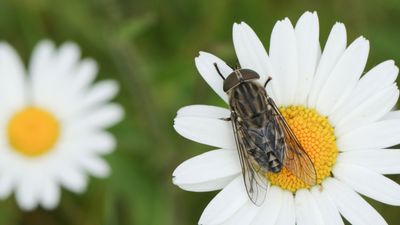 How to get rid of horse flies – 5 secrets from pest control pros