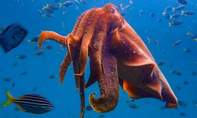 Goodbye Mr Fabulous, the giant cuttlefish who let us into his world and changed ours for the better