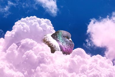 Study suggests pigeons dream of flying