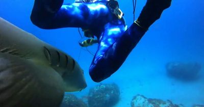 Shark sneaks up on spearfishing diver from behind and RAMS him as he tries to bag snapper